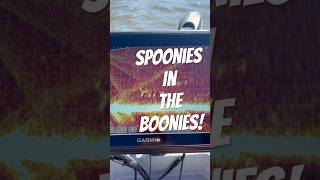 Spoonies in the Boonies fishing hunt oklahoma paddlefish [upl. by Ianahs]