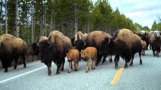 Bison take over Yellowstone Natl Park [upl. by Ziladnerb660]