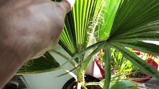 How fast does a Washingtonia robusta grow [upl. by Salita]