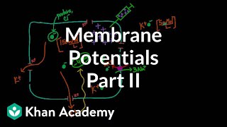 Membrane potentials  part 2  Circulatory system physiology  NCLEXRN  Khan Academy [upl. by Haidej652]