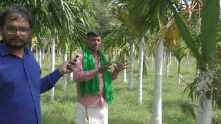 Two Year Plantation Arecanut mobile no 8073868399 [upl. by Latona]