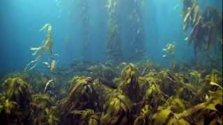 Tasmanias Disappearing Kelp Forests [upl. by Anert]