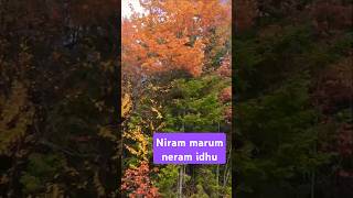 Way to Huntsville fallcolour fallfoliage nature travel falls season canada trees leaves [upl. by Eglantine]