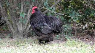 Large Fowl Black Cochin Rooster Crowing [upl. by Cerallua]