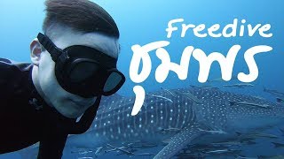 ฟรีไดฟ์ ชุมพร Freedive Chumphon เจอ ฉลามวาฬ ตัวใหญ่ด้วย [upl. by Leda322]