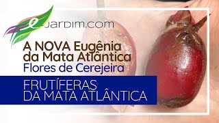 A NOVA Eugenia da MATA ATLÂNTICA com FLORES DE CEREJEIRA  Eugenia guapiassuana [upl. by Cartan]