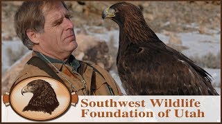 My Own Personal Eagle  Falconry  Golden Eagle Rescue [upl. by Pfeffer]