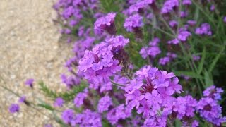 Why you should grow Verbena rigida [upl. by Okechuku]