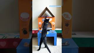 New cat house catvideos cat catlover shorts [upl. by Nolyarg164]