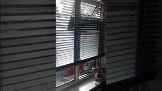 WARNING ABOUT HILLARYS BLINDS REVIEW [upl. by Nadbus]