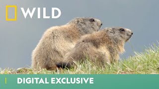 Marmot Prepares For Hibernation  Winter Wonderland  National Geographic Wild UK [upl. by Amaral257]