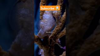 Sea Horse 🤩 shorts factsinhindi facts factshorts seahorse seahorses sea birth [upl. by Keisling907]