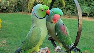 Amazing Talking Ringneck Parrot Couple  Ringneck Parrot Natural Sounds [upl. by Harri]