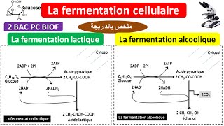 Cours  Première S  SVT  La libération dénergie  La respiration et la fermentation  Suite 2 [upl. by Danais]