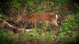 Schmaltier oder nicht — Jagd auf Sikawild  Arnsberger Wald — jagenNRW story 22 [upl. by Marguerita780]