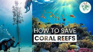 Saving Coral Reefs  Coral Restoration Foundation [upl. by Siryt]