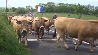 Transhumance à Aubrac [upl. by Htaek]