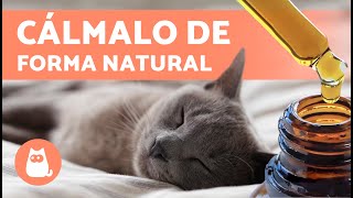 🐱 Los mejores ANTIINFLAMATORIO para GATOS caseros y cuando usarlos 🌱🐱 [upl. by Adrienne]