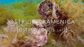 Oyster  Oštriga Kamenica  4K slow motion video [upl. by Yann]