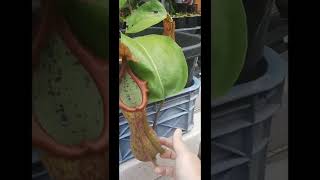 Kantung Semar Favorit karena bisa gede banget Nepenthes Alata Giant x Truncata Red [upl. by Duky735]