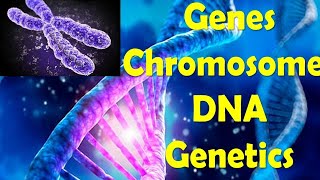 Structure of DNA  Concepts of Genetics  Genes  Chromosomes DNA  Genomes  In Urdu  Hindi [upl. by Hamlen]