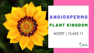 Plant Kingdom  Angiosperms  NCERT  Class 11  Chapter 3  One Stop Biology [upl. by Sparhawk]