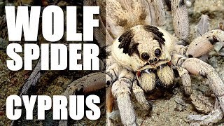 HUGE WOLF SPIDER Cyprus [upl. by Oleic]