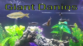 Giant Danio Care Guide [upl. by Asseret231]