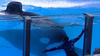 Tilikum HugsKiss Trainer Full HD August 18 2015  SeaWorld Orlando [upl. by Akirderf]