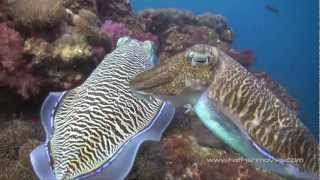 Scuba Diving in The Similan Islands Koh Tachai and Richelieu Rock [upl. by Llerdnod]