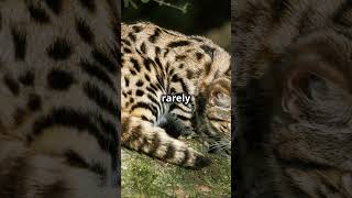 APEX KILLERS  Worlds Deadliest cat The Black Footed Cat blackfootedcat tinycatviral shortsfeed [upl. by Rigdon]