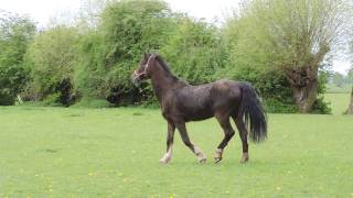 Hackney Horse William is back in his beloved meadows [upl. by Nuahsad563]