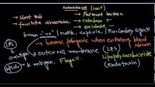 Escherichia coli introduction [upl. by Mccartan]