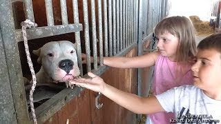 Dogo Argentino with Children  FALKOR dei Diavoli della Mandragula [upl. by Annid]