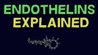 WHAT IS ENDOTHELIN ENDOTHELIN EXPLAINED [upl. by Sy]