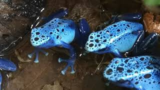 Azureus Dartfrogs male calling [upl. by Talbot445]