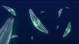 What Makes Diatoms So Special [upl. by Marina273]