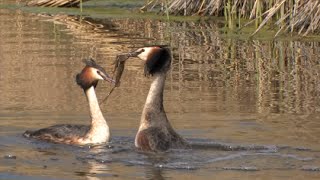 Une tour pour admirer les oiseaux de la Grande Cariçaie [upl. by Arrim465]