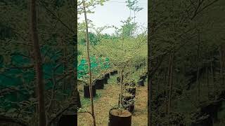 Terminalia plant ornaments plant gardening air viralvideo [upl. by Humfried230]