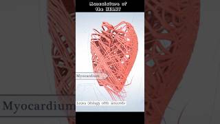 Musculature Of The Heart  Cardiac Muscles  cardiology [upl. by Ioyal944]