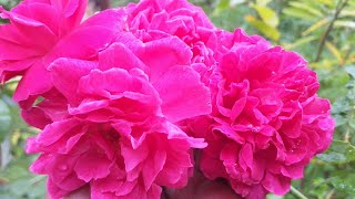 നാടൻ റോസ് പരിചരണം How to grow damask roses from its cuttings and its care [upl. by Ardelis]