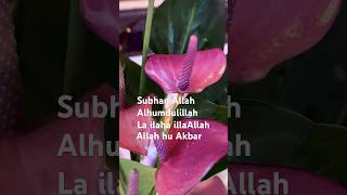 Purple Anthurium purple anthurium subhanallah allahuakbar alhumdulillah lahawlawalaquwwata [upl. by Calie178]