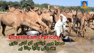 cholistan desert Thar desert Camel desert Camelcholistan village insidethar desert Cameldesert [upl. by Dorothi]