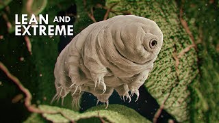 Tardigrades The Most Resilient Animals in the Universe [upl. by Bullivant]