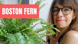 Boston fern care  Nephrolepis exaltata care [upl. by Haleemak]