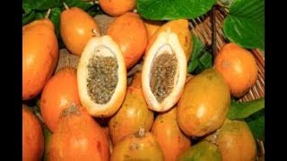 Agro Nacional apresenta o maracujá doce [upl. by Emile]