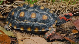 GEOCHOLONE CARBONARIA [upl. by Aninad]