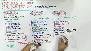 Osmoregulation in plants  mesophytes xerophytes And hydrophytes  Class 12 Biology [upl. by Streeto15]