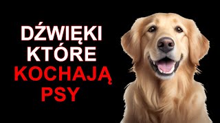 Dźwięki które kochają Psy [upl. by Swanhildas94]