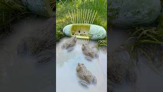 Survival Skills Simple But Very Useful With Frog Trap shorts survival bushcraft outdoors [upl. by Oneg]